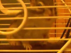 Banner 04/11/1007