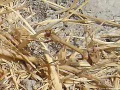 mantis religiosa invisible mantis religiosa invisible