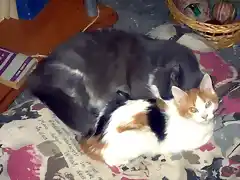 gato y gatita