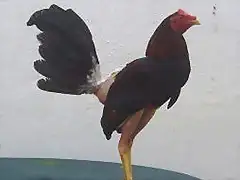 gallo zambo