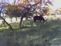 parque con caballo