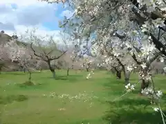 Benimantell, almendros