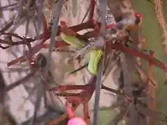 mini larva de mariposa en quintral del quisco