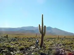 Echinopsis atacamensis ssp.atacamensis