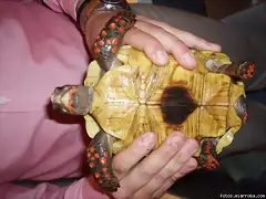 carbonaria