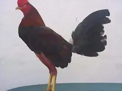 pollo zambo