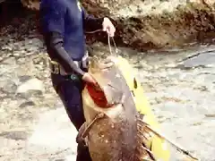 carlos con un mero pescado en altea