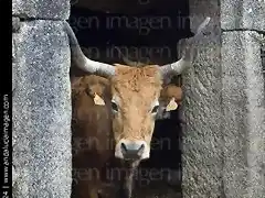 vaca en puerta de cuadra