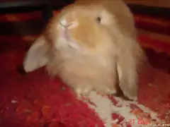 Morritos de Bowie...