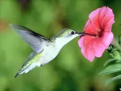 COLIBRI