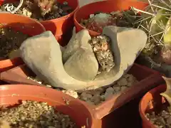 Pleiospilos sp01