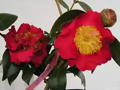 'C.j.'BLOOD OF CHINA' dos flores diferentes