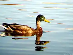 Anade Azulon en las lagunas