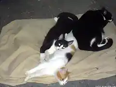 gatitos durmiendo