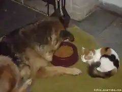 perros y gatos