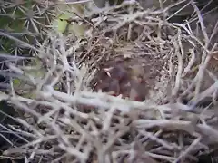 pichones de tenca en quisco