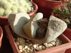 Pleiospilos sp02