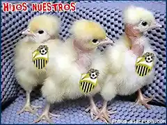 las gallinas..