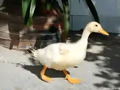 El pato miguel, le gusta andar por casa