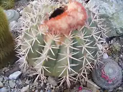 melocactus daado por nieve