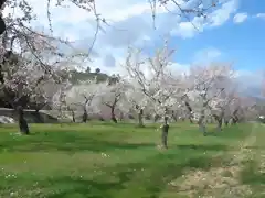 Benimantell, almendros