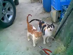 Gatos1