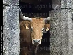 Vaca en puerta de cuadra