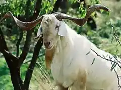 Macho de cabra valenciana, Foto J. Piera