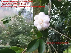 Camellia japonica 'CAMURA'