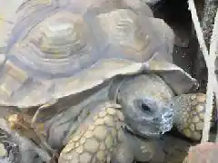 KURCHATOVIO mi tortugo que est en casa de la abu!