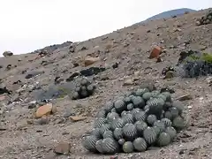 Copiapoa longistaminea