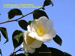 camellia japonica 'Alba Simplex
