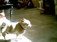 perro gordo
