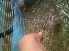 Tiffa Come de mi mano Tiffa Come de mi mano