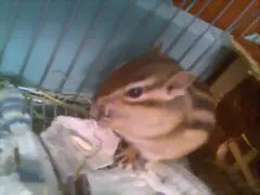 Goku Sabe comer solo xDDD Goku Sabe comer solo xDDD