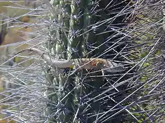 osado lagarto (pobres tencas)