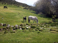 DSCN9602 DSCN9602