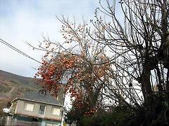 DSCN9474 DSCN9474