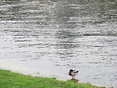 20-IMG_4954 20-IMG_4954