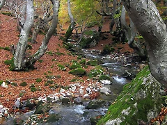 ciñera faedo ciñera faedo