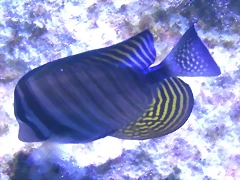 Zebrasoma desjardinii (16-8-13 Morsk? svet, Holesovice) Zebrasoma desjardinii (16-8-13 Morsk? svet, Holesovice)