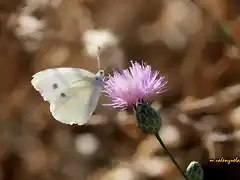 11, mariposa en la retama, marca