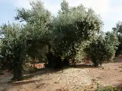 oliva en flor