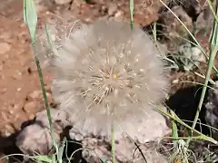 vulanos para volar