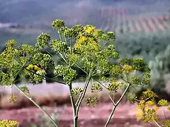 con el cerro al fondo