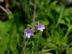 09, florecillas azules, marca