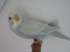 1 pollo 4-12-11