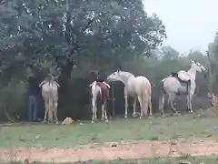 19, los caballos descansando, marca