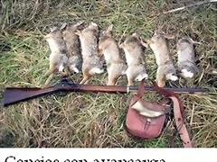 Conejos con avancarga Conejos con avancarga