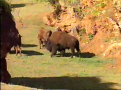 26-European and American bison